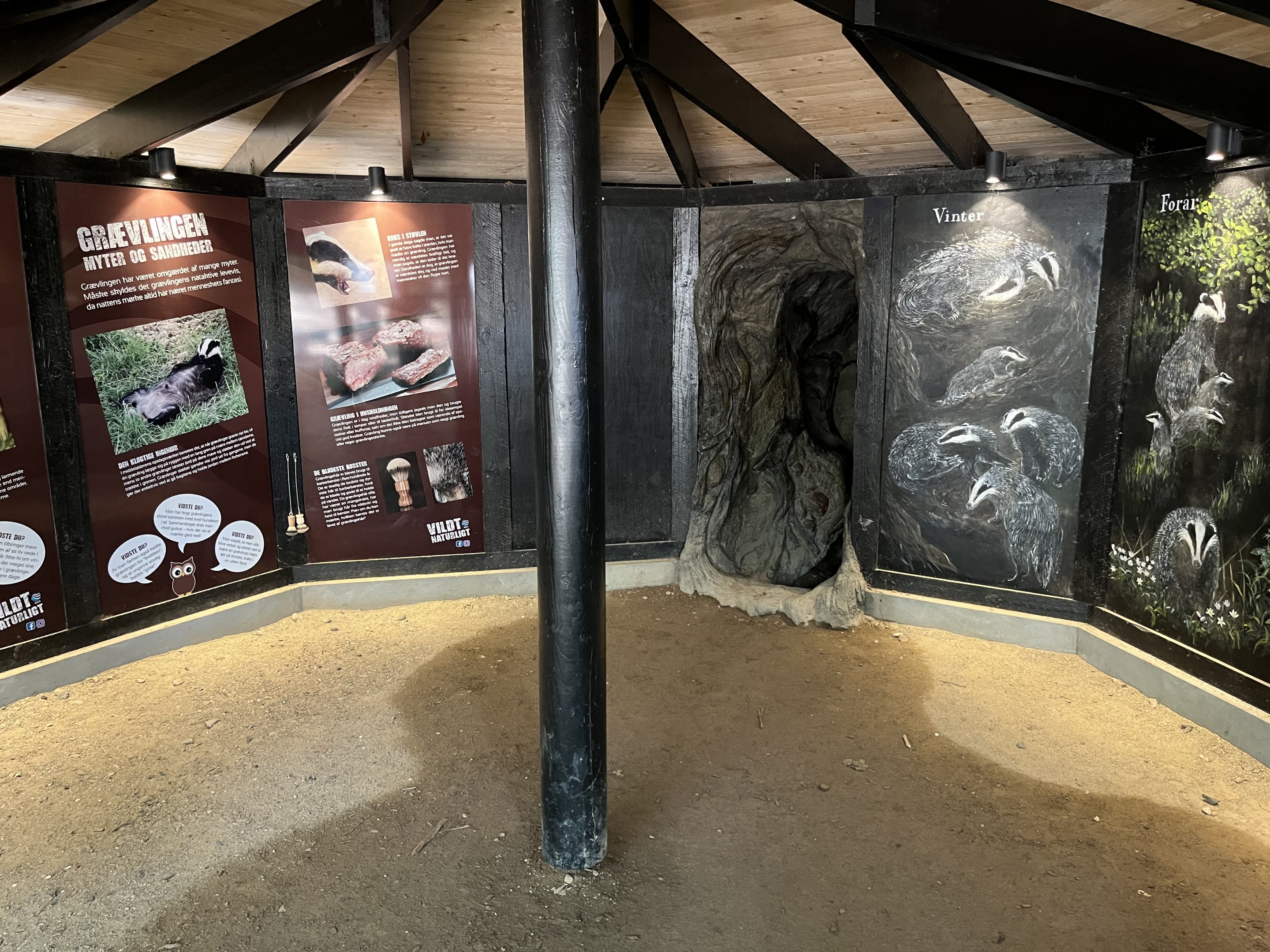 European Badger Exhibit - den