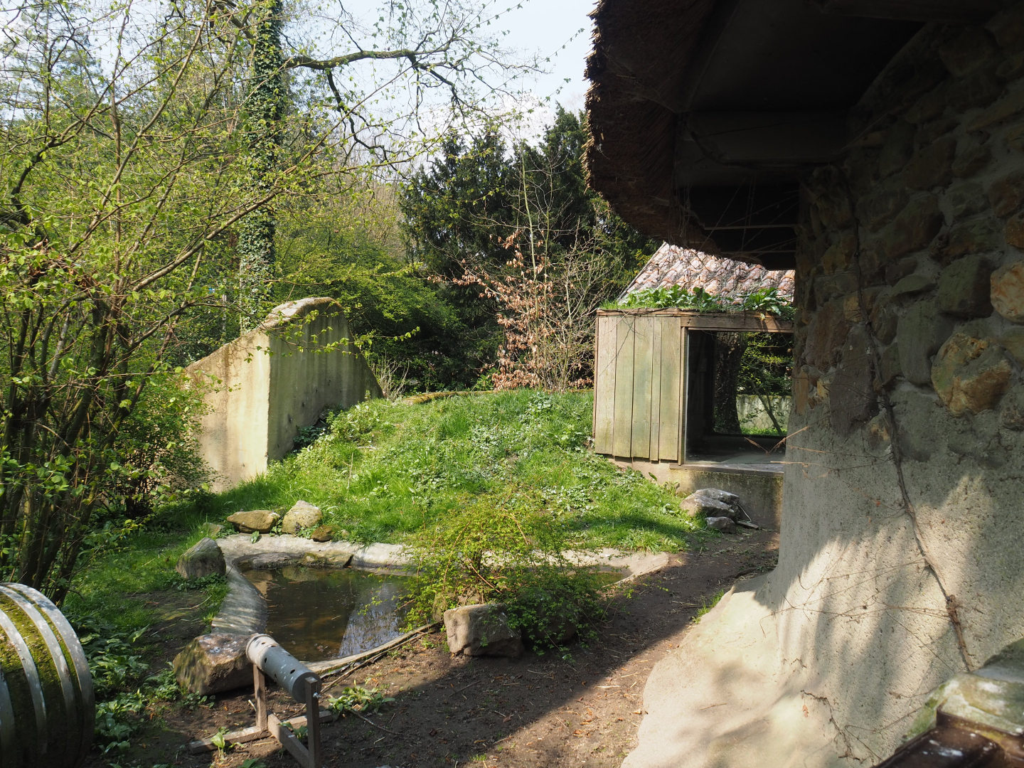 European badger exhibit (Former raccoon exhibit), 2021-04-20