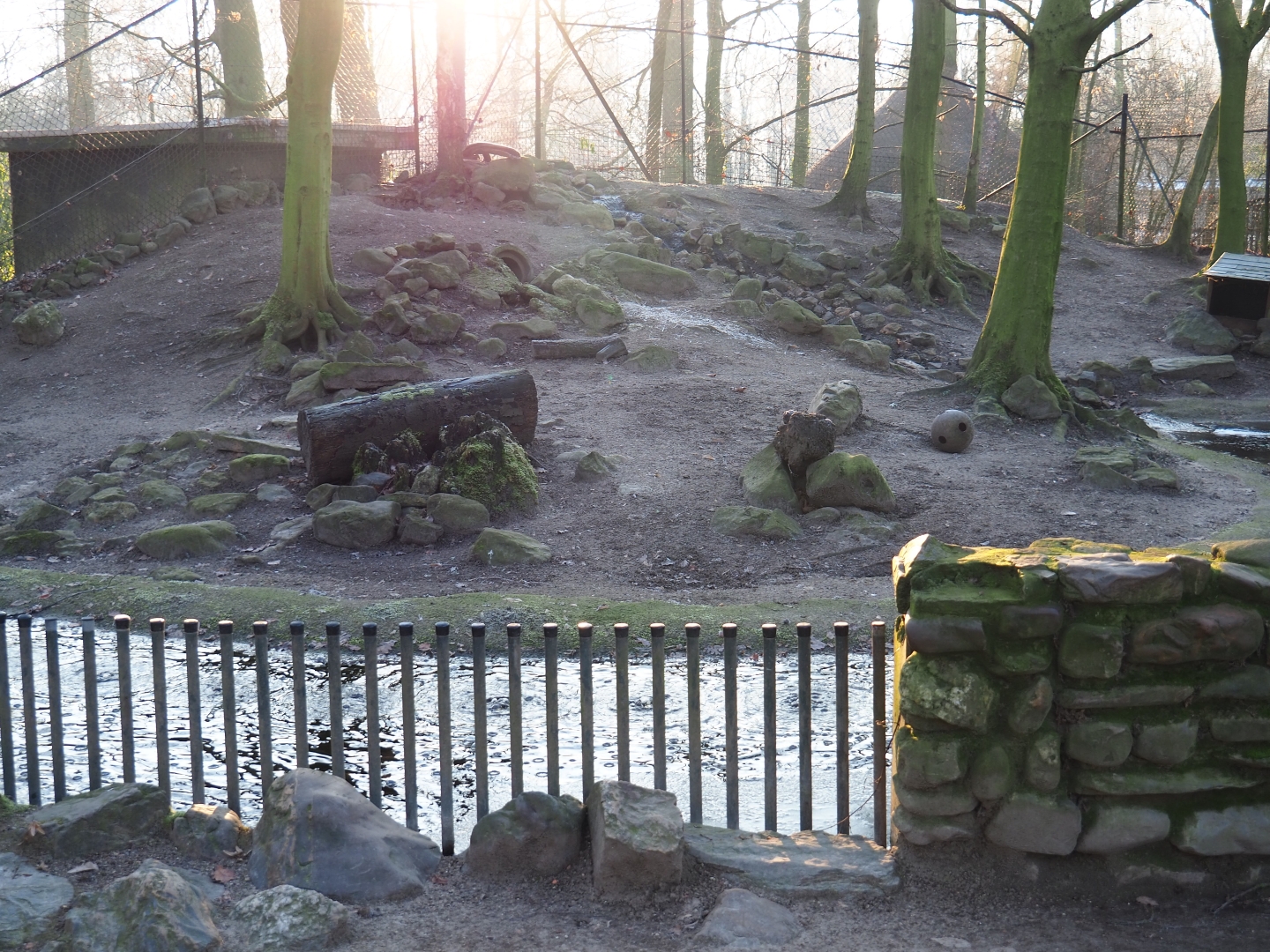 European badger exhibit (Jan 20th, 2019)