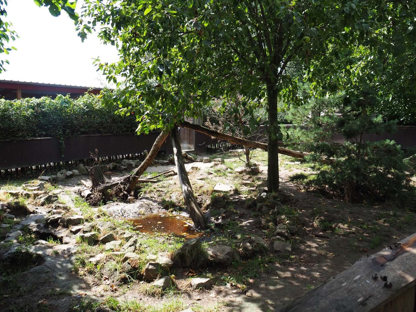 European badger exhibit