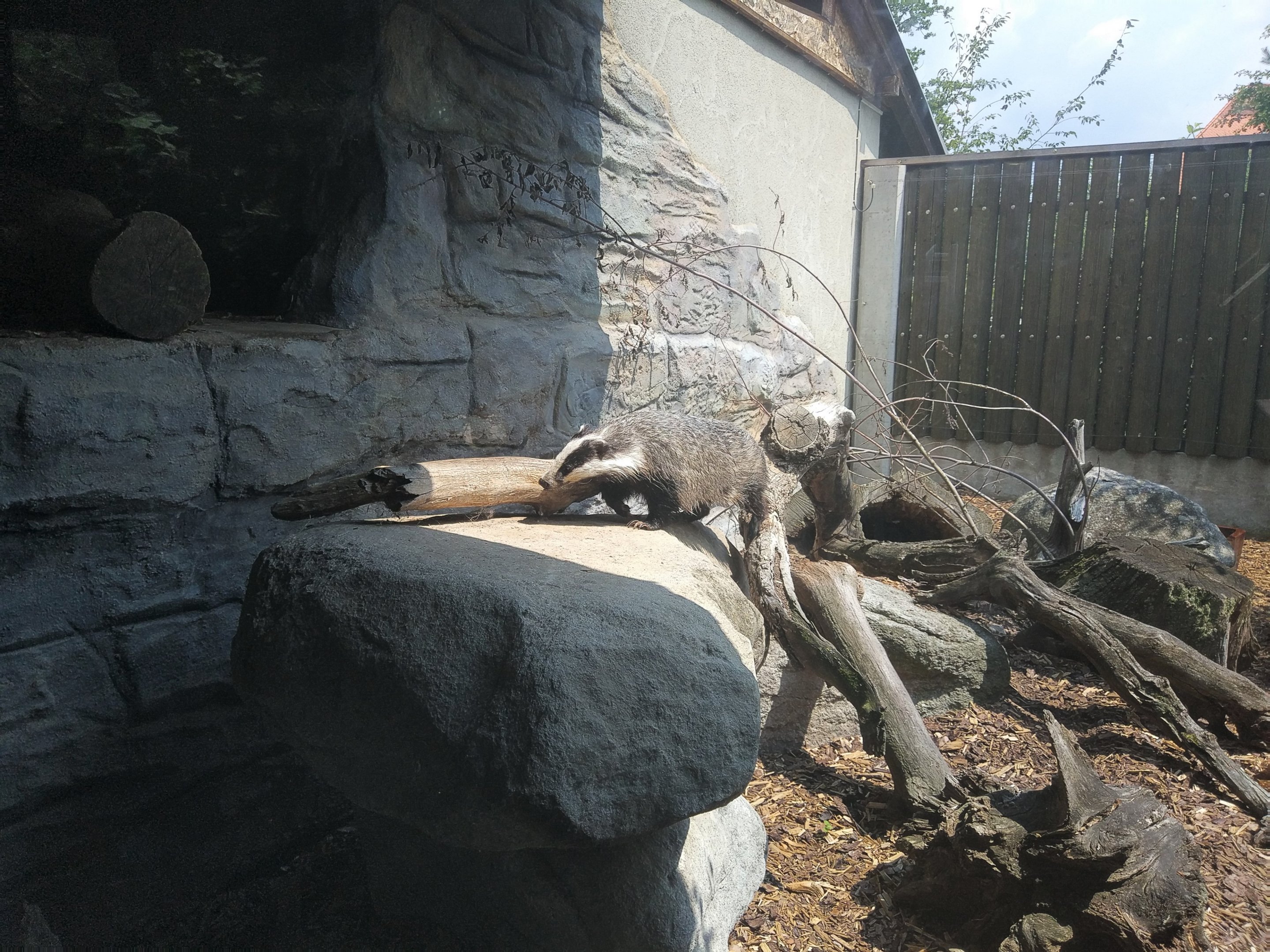 European Badger Exhibit