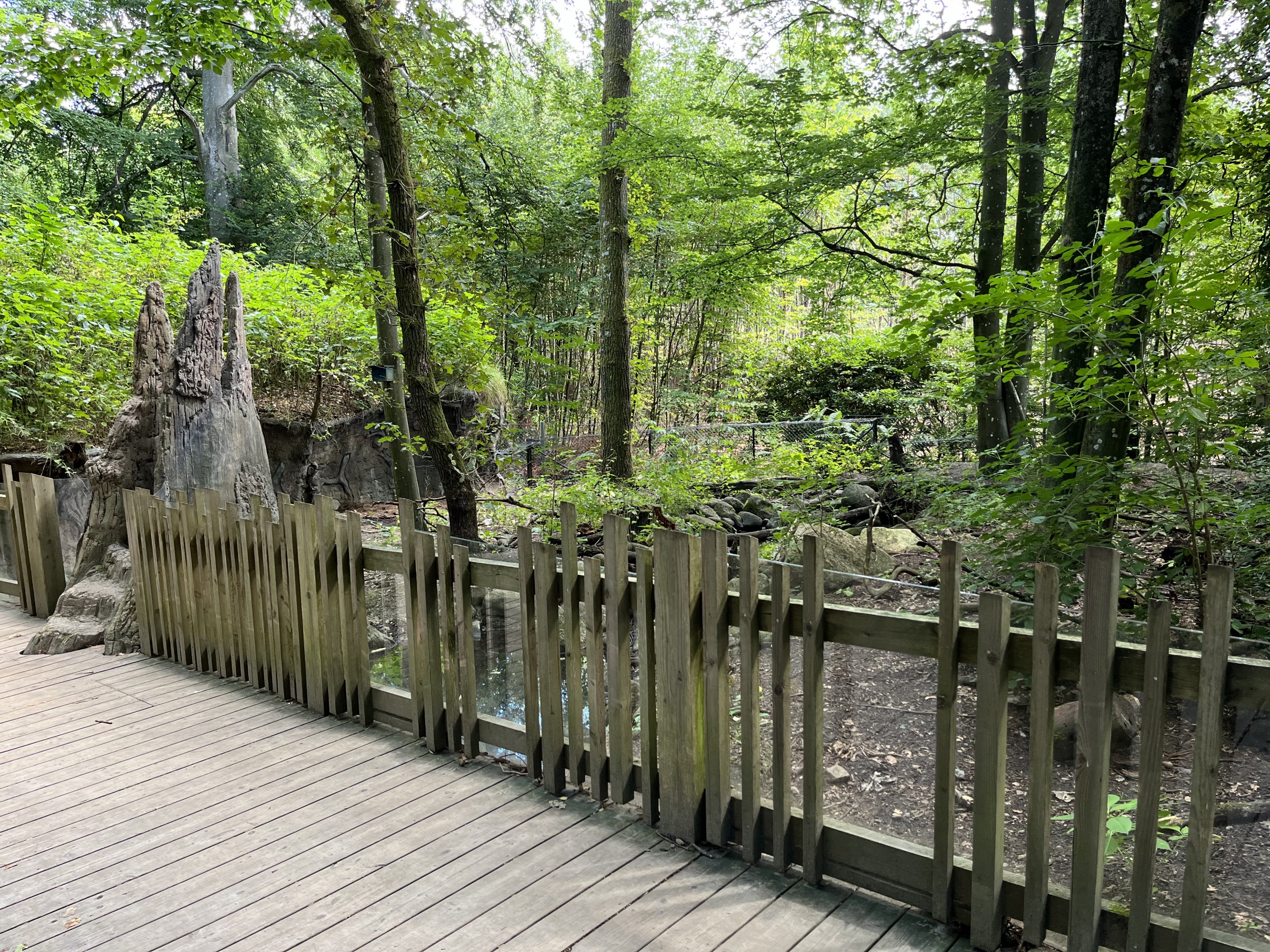 European Badger Exhibit
