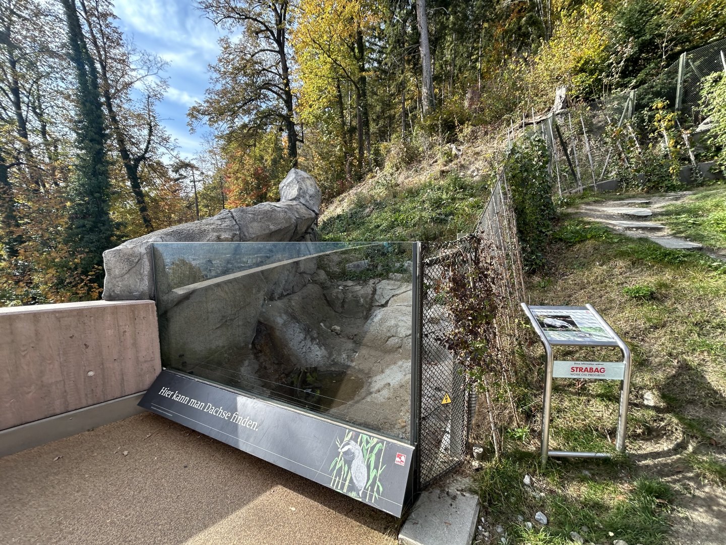 European Badger Exhibit