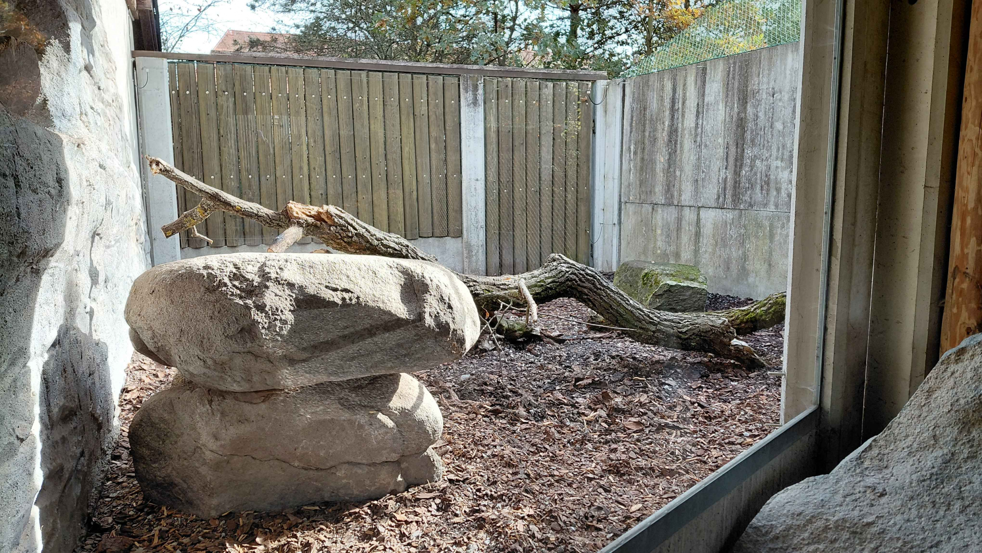 European badger exhibit