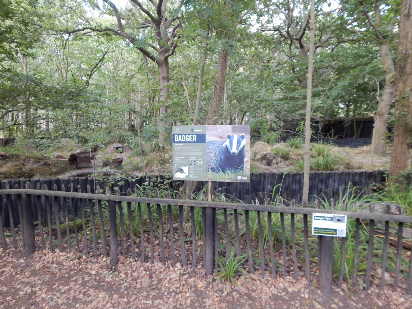 European badger habitat 030924