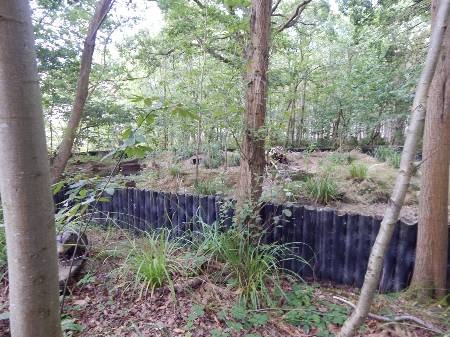 European badger habitat 030924