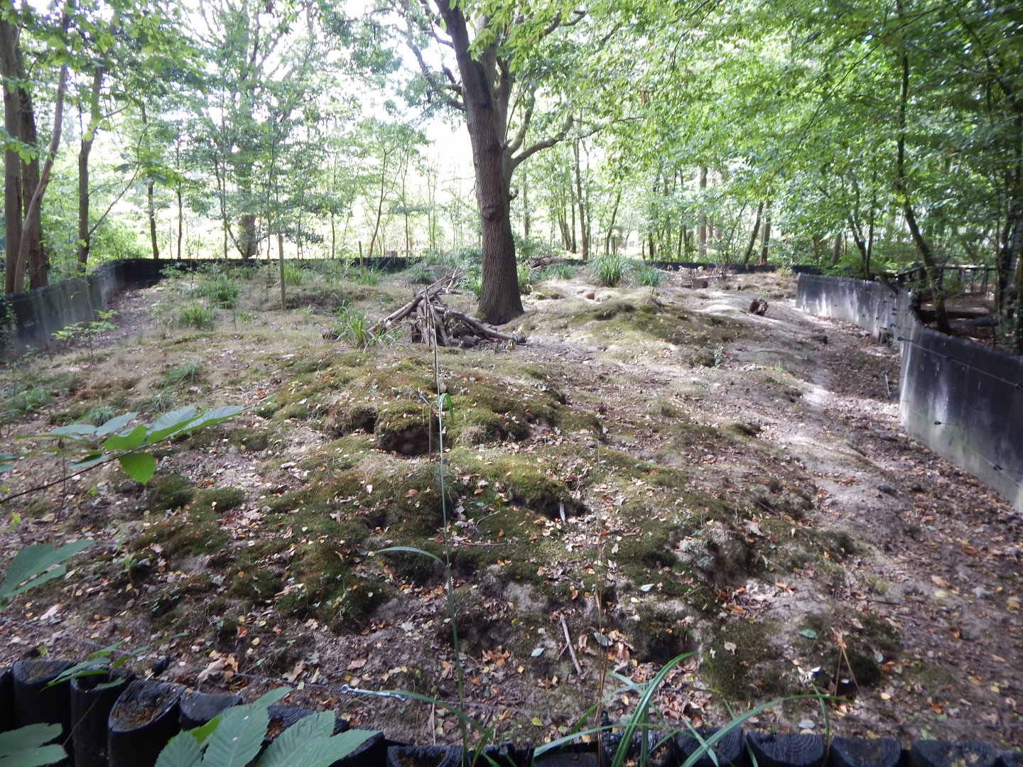 European badger habitat 030924