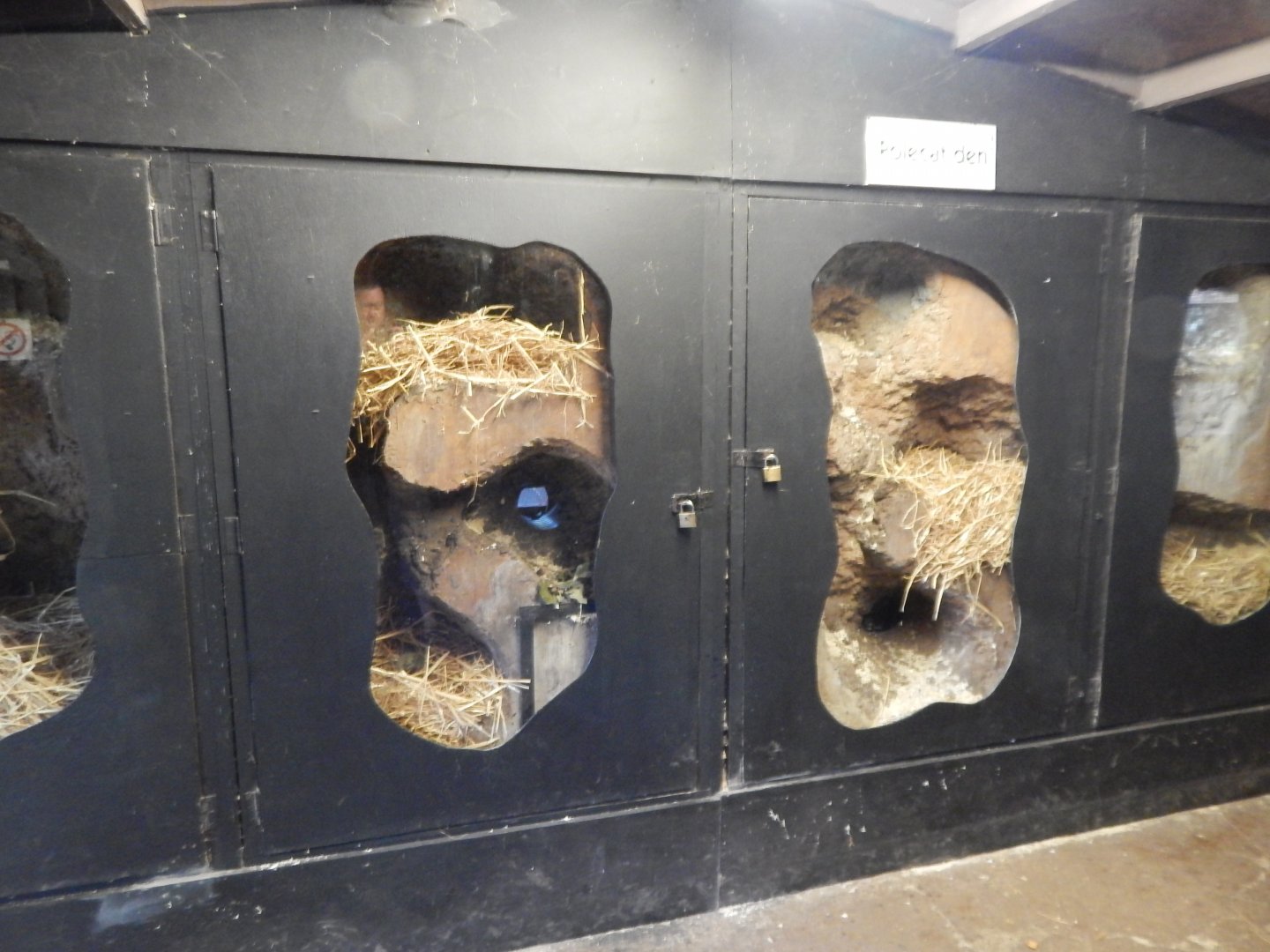 European badger habitat 030924