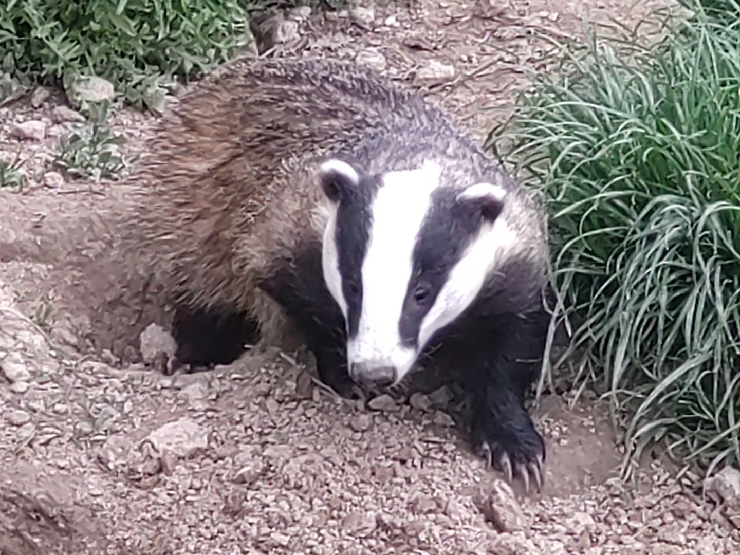 European Badger May 2024