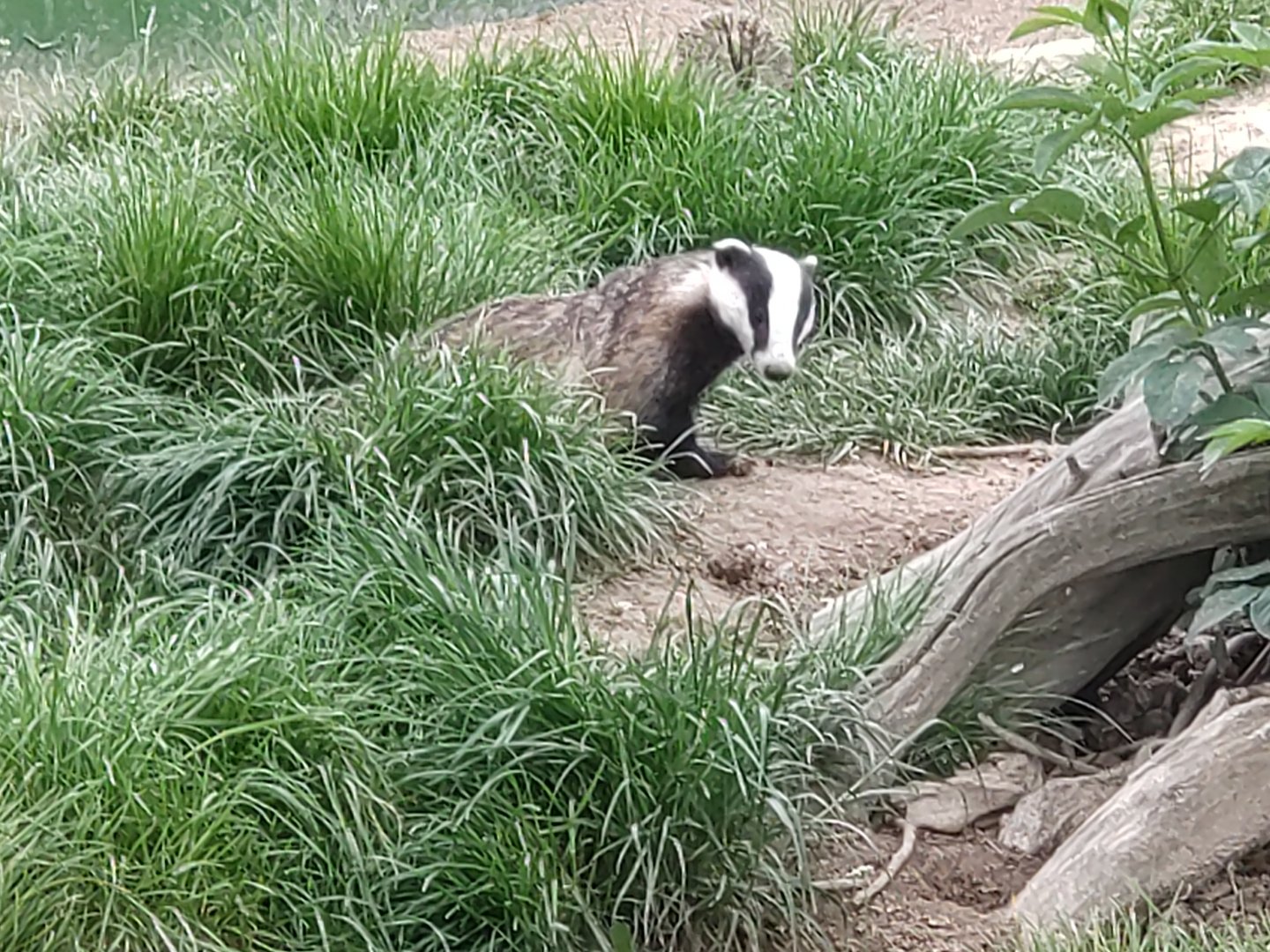 European Badger May 2024