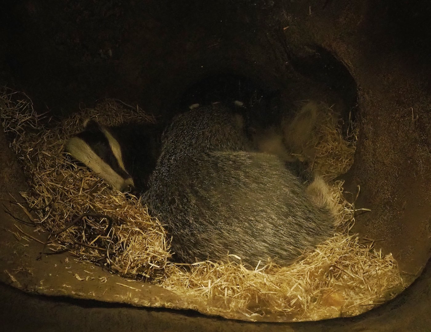 European badger (Meles meles), 2023-09-24