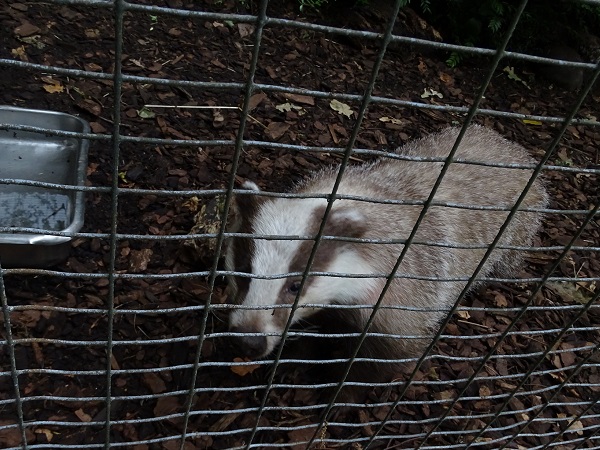 European badger (Meles meles meles) (07/22)