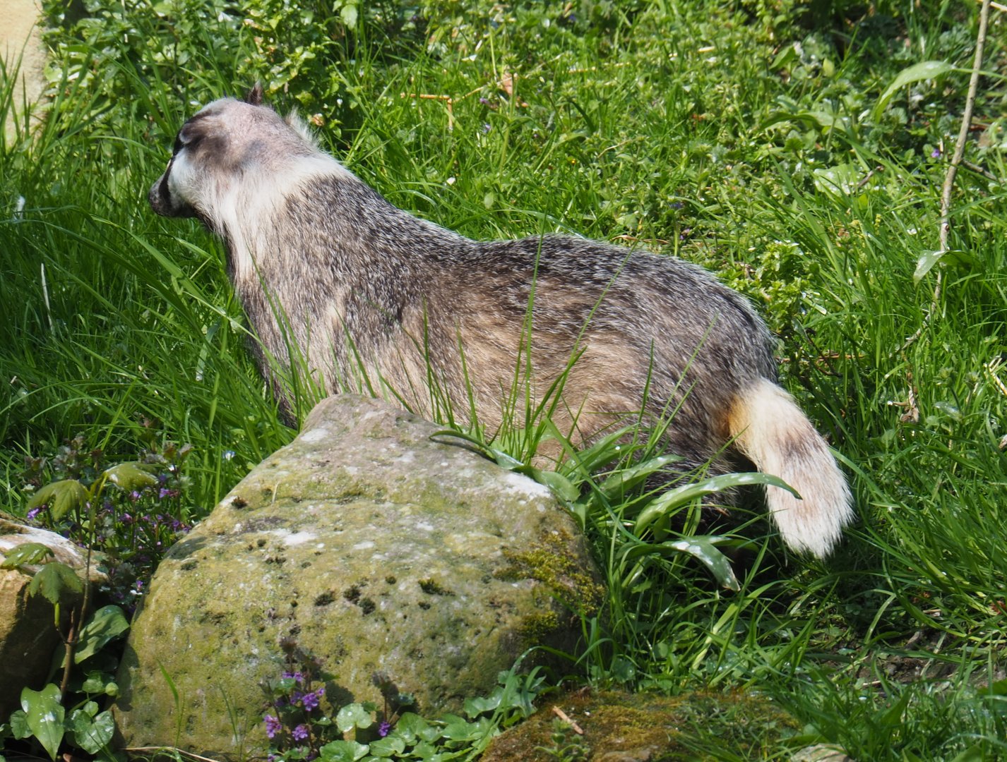 European badger (Meles meles meles), 2021-04-20