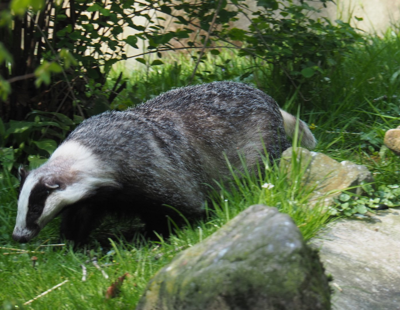 European badger (Meles meles meles), 2021-04-20