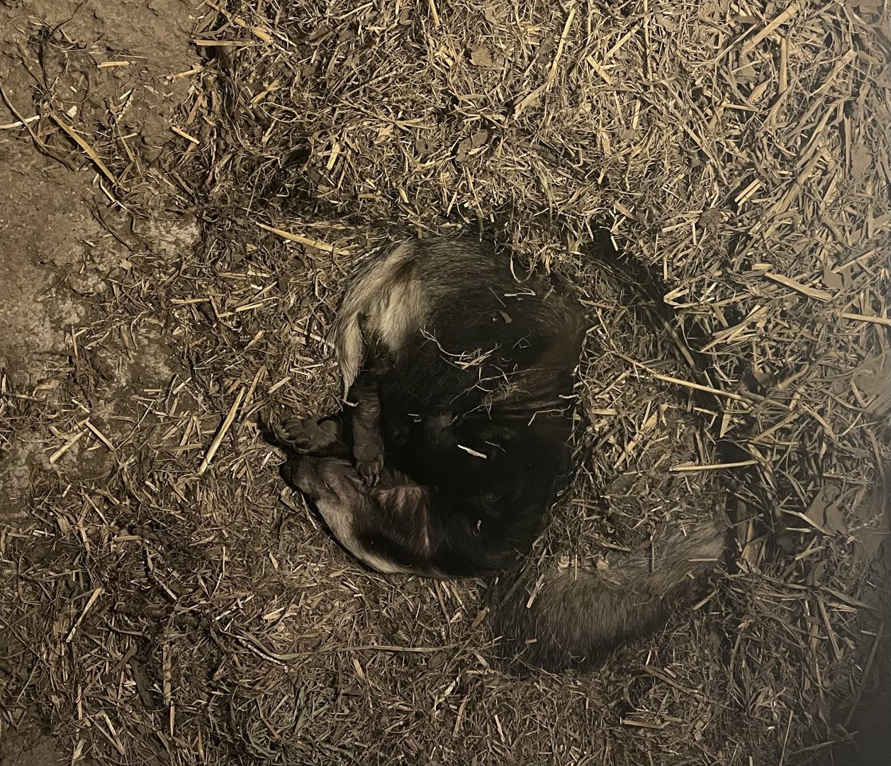 European Badger (Meles meles)