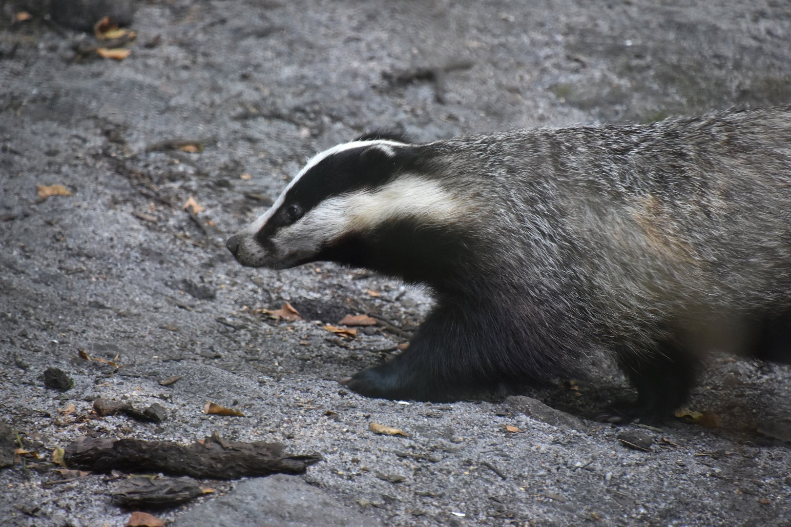 European badger, Meles meles