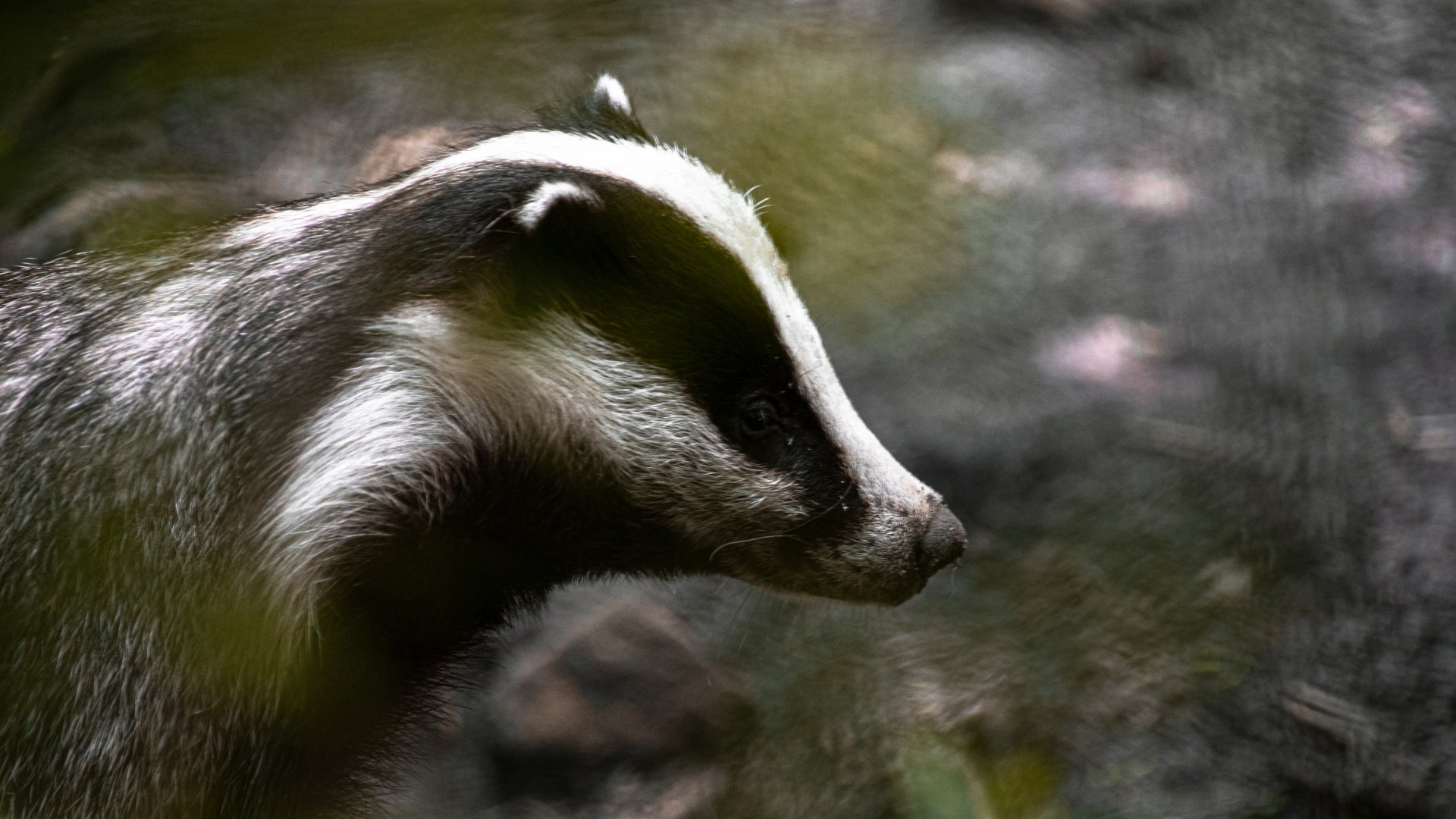 European badger (Meles meles)