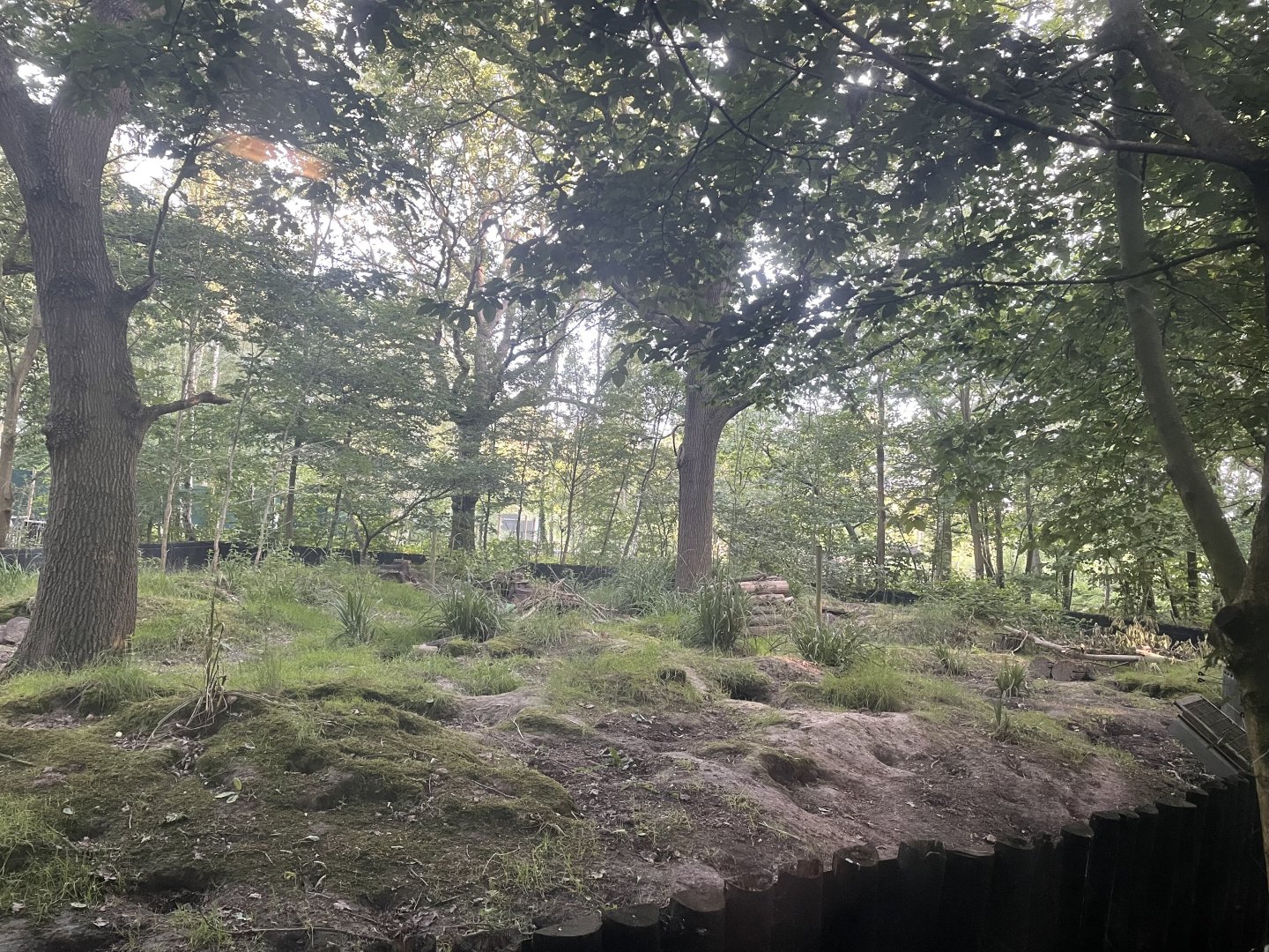 European Badger Outdoor Enclosure