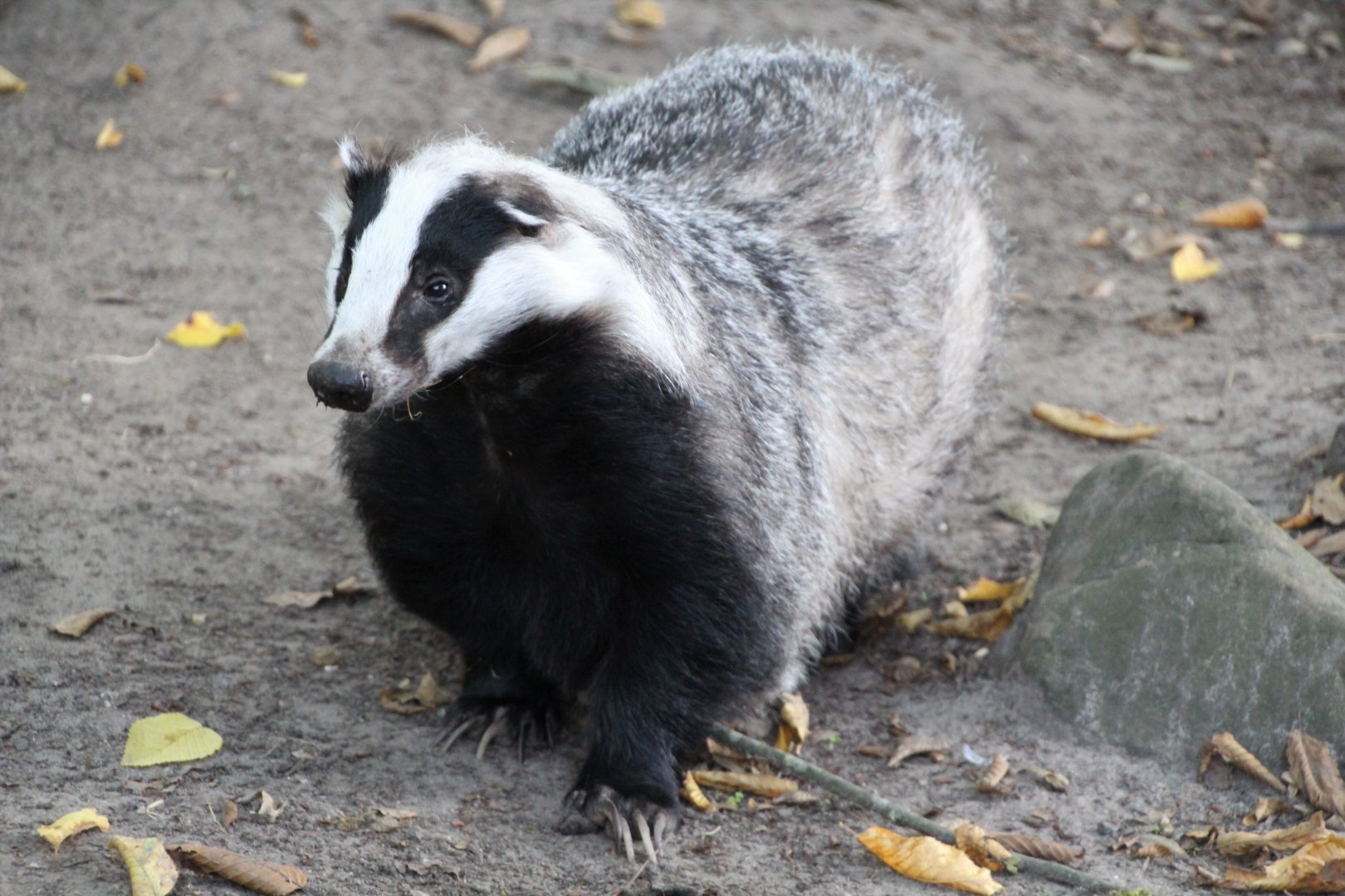 European Badger - September 2018