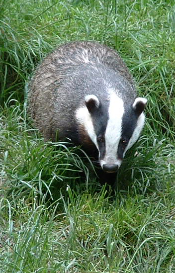 European Badger - Wildwood 2006