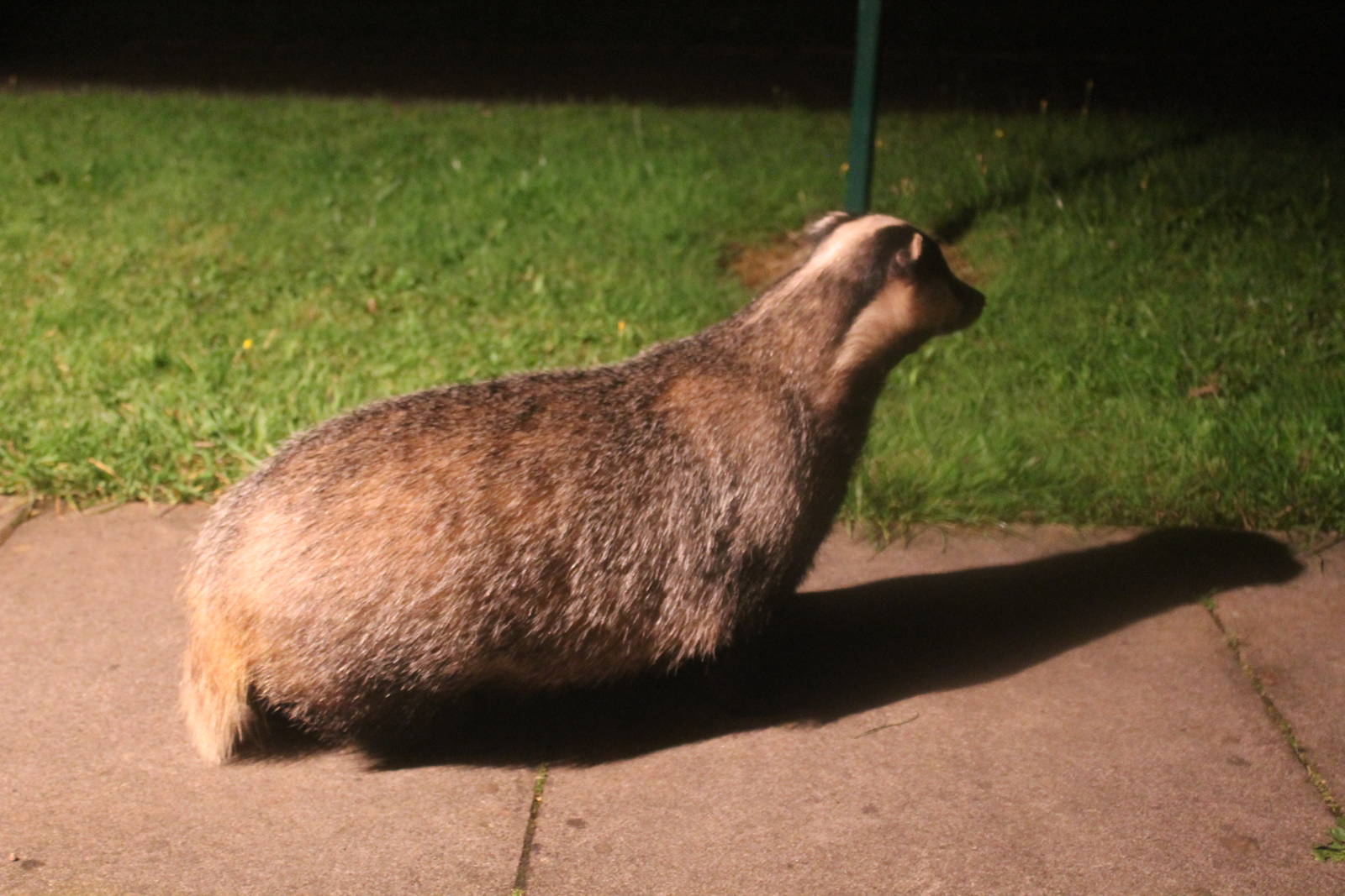 European Badger