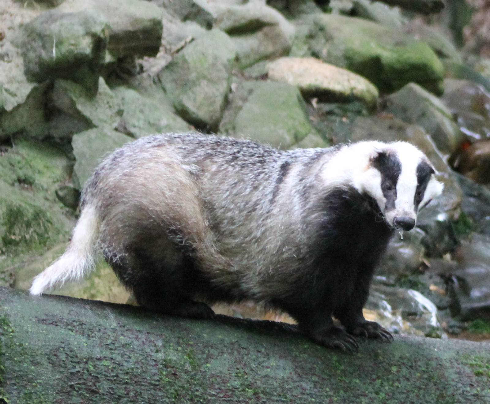 European badger