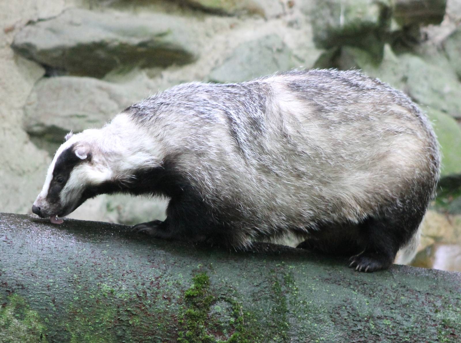 European badger