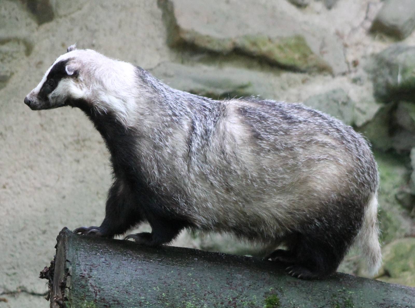 European badger