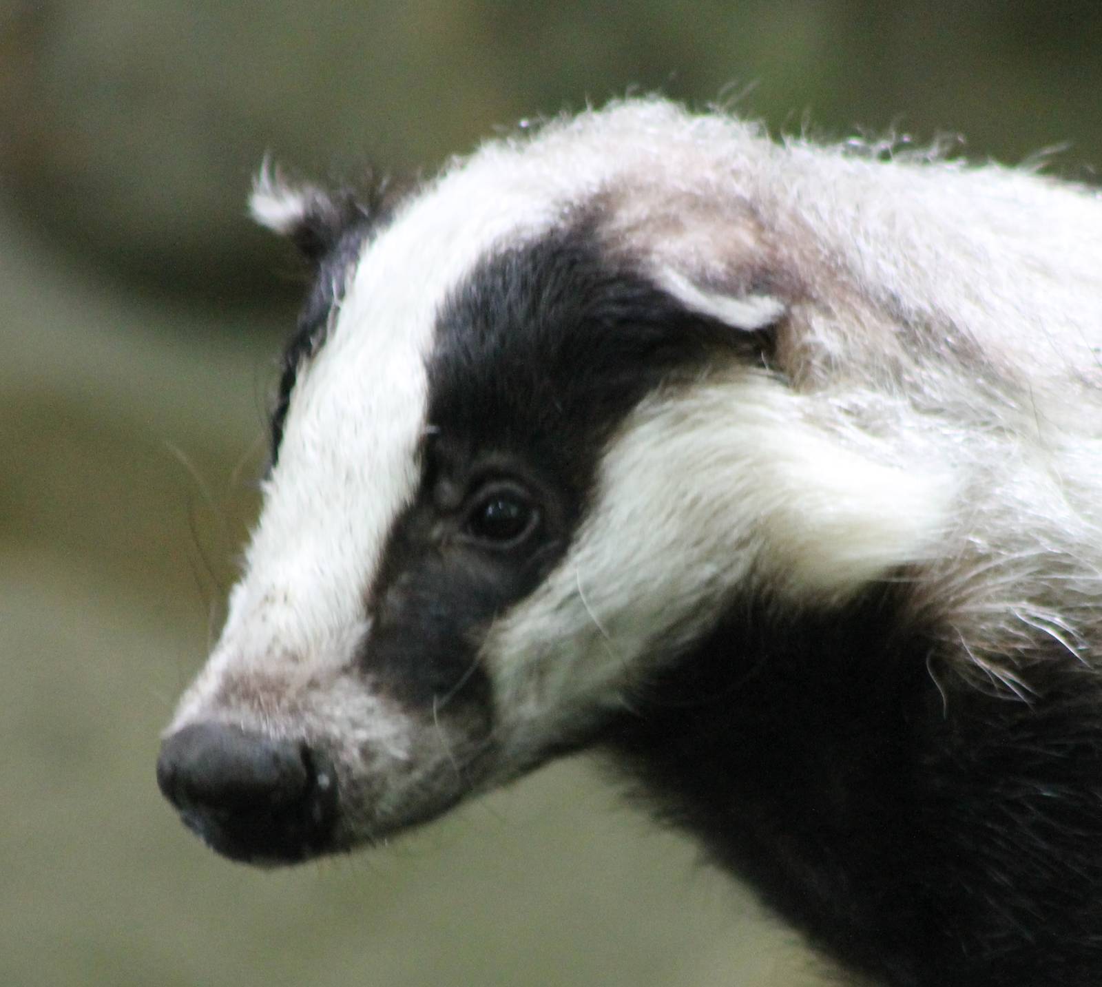 European badger