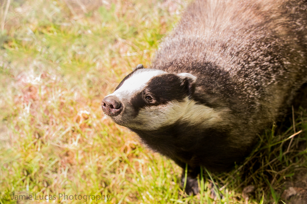 European badger