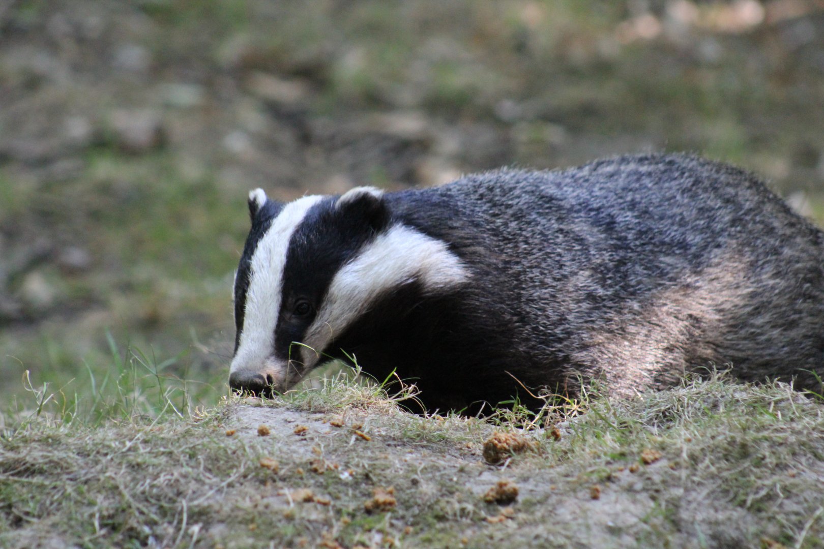 European Badger