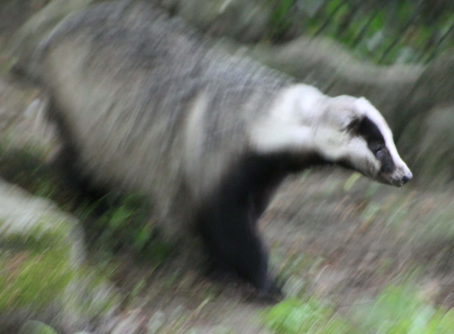 European badger