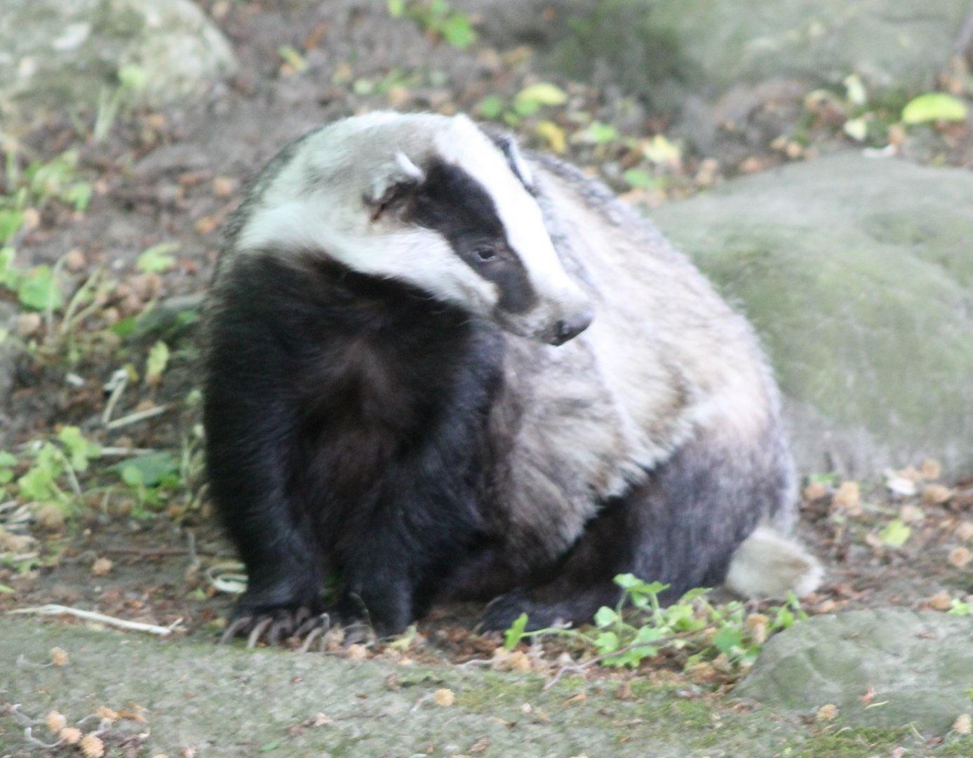 European badger