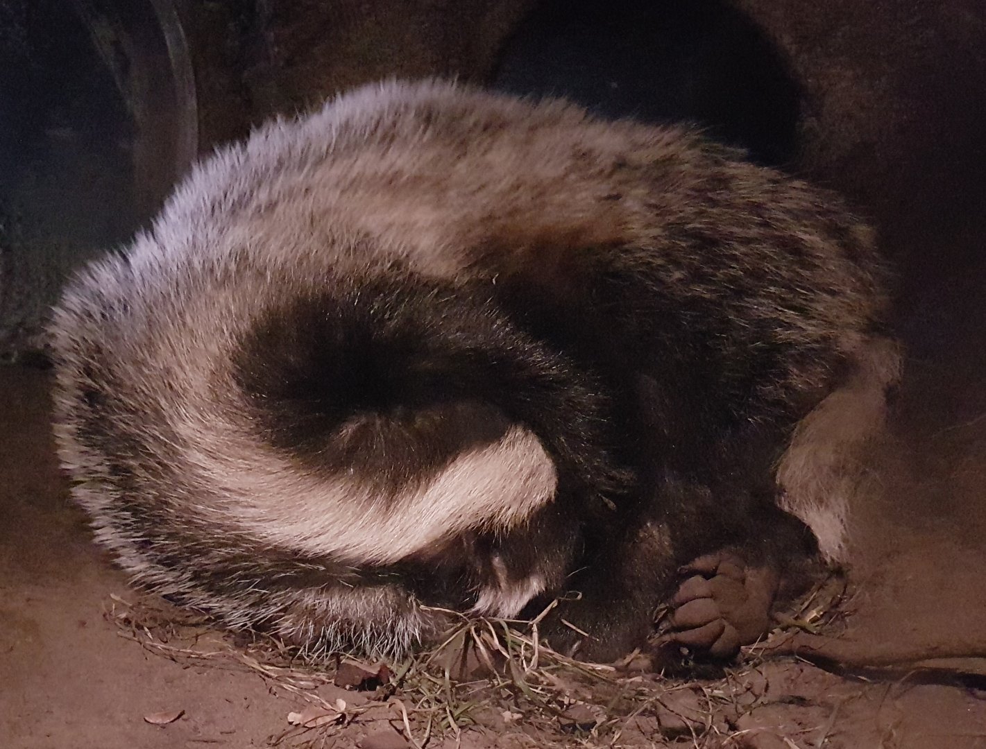 European badger