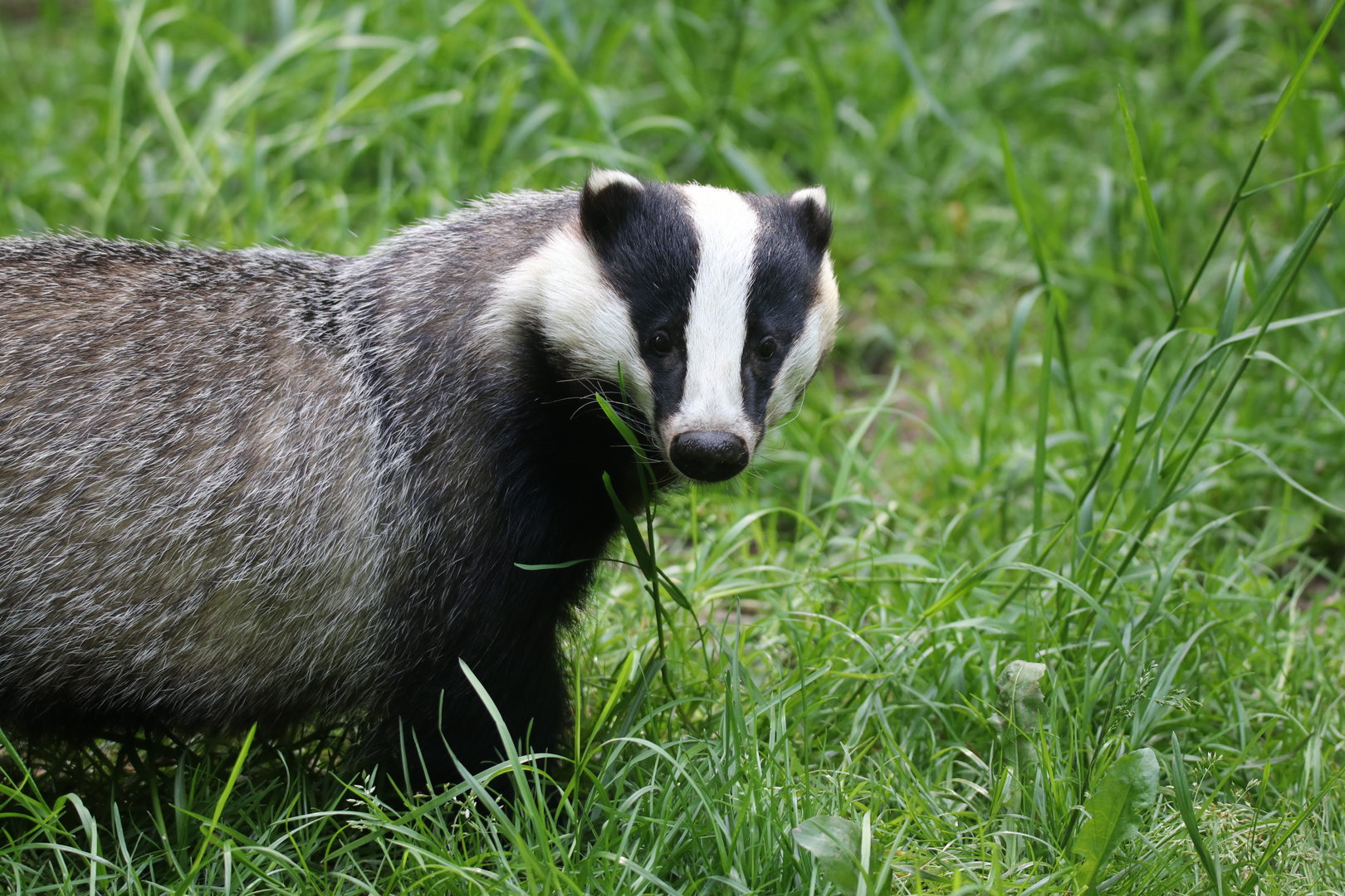 European badger