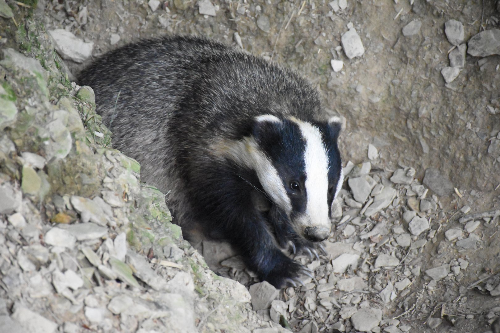 European badger