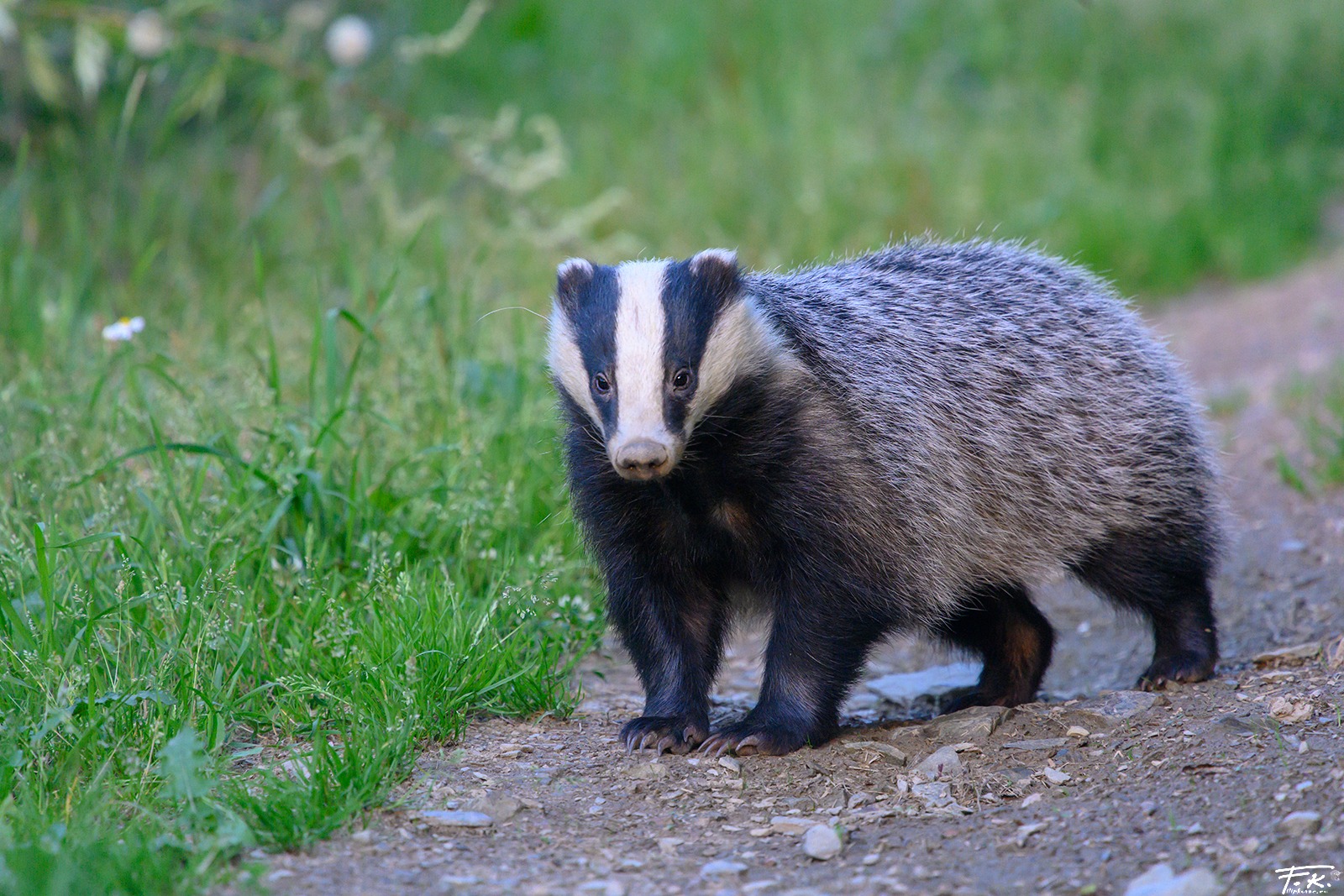 European badger