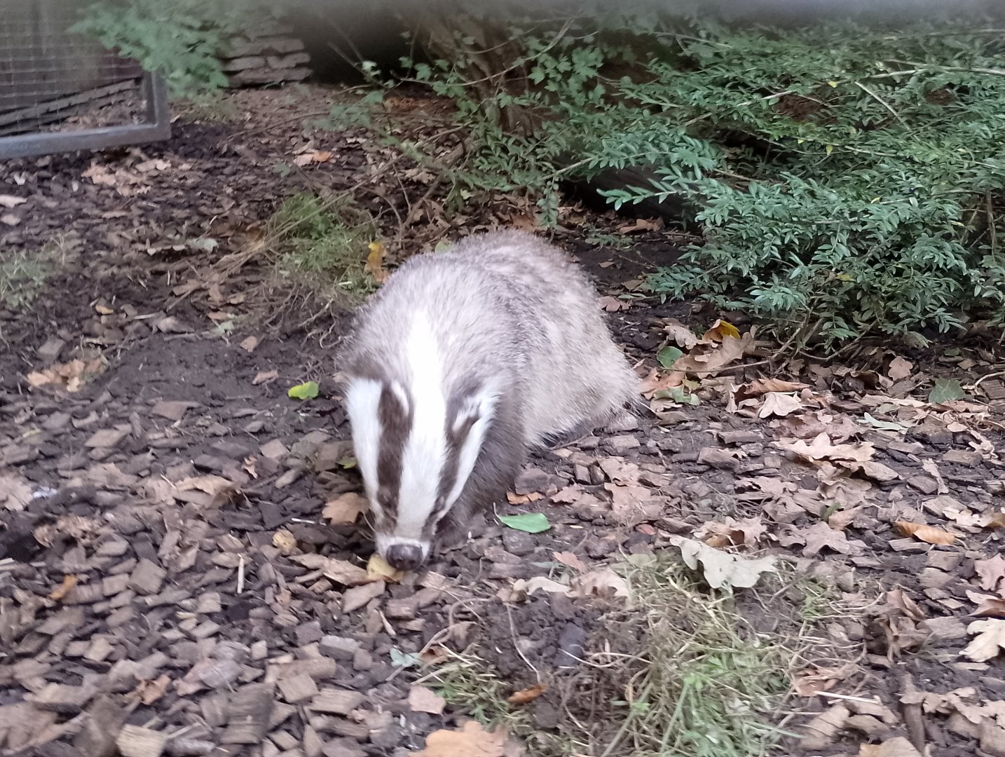 European badger