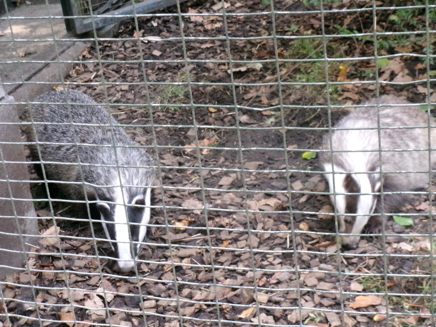 European badgers