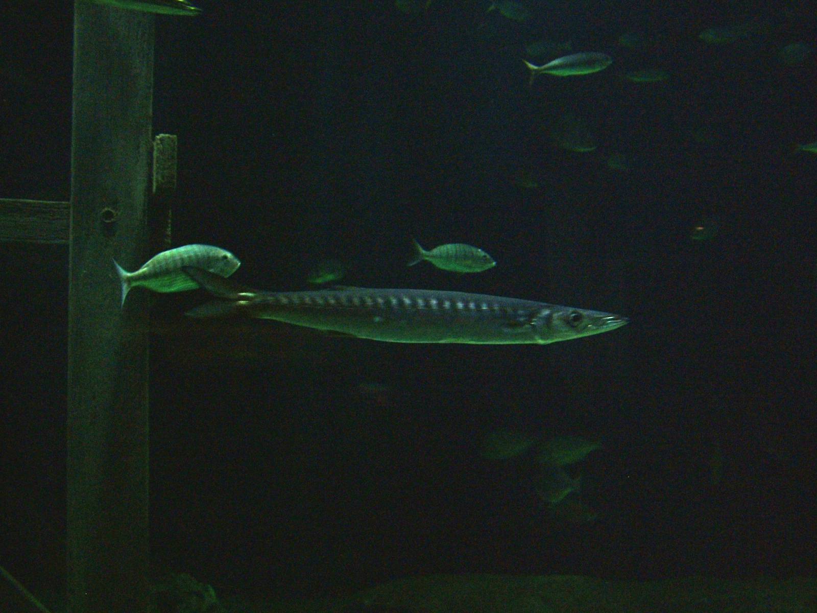 European Barracuda at Oceanografic, 29/05/11