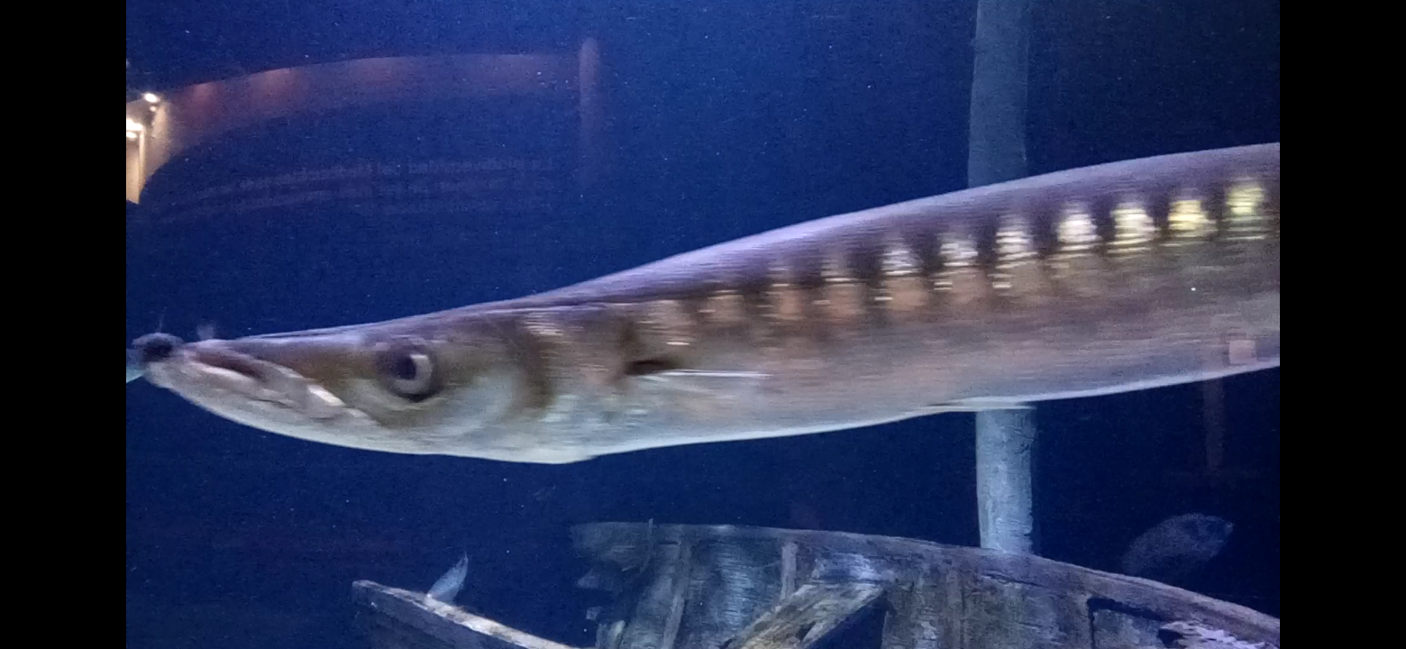 European barracuda