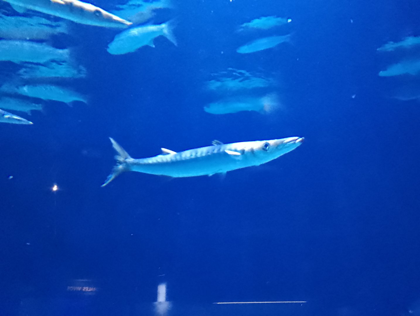 European barracuda