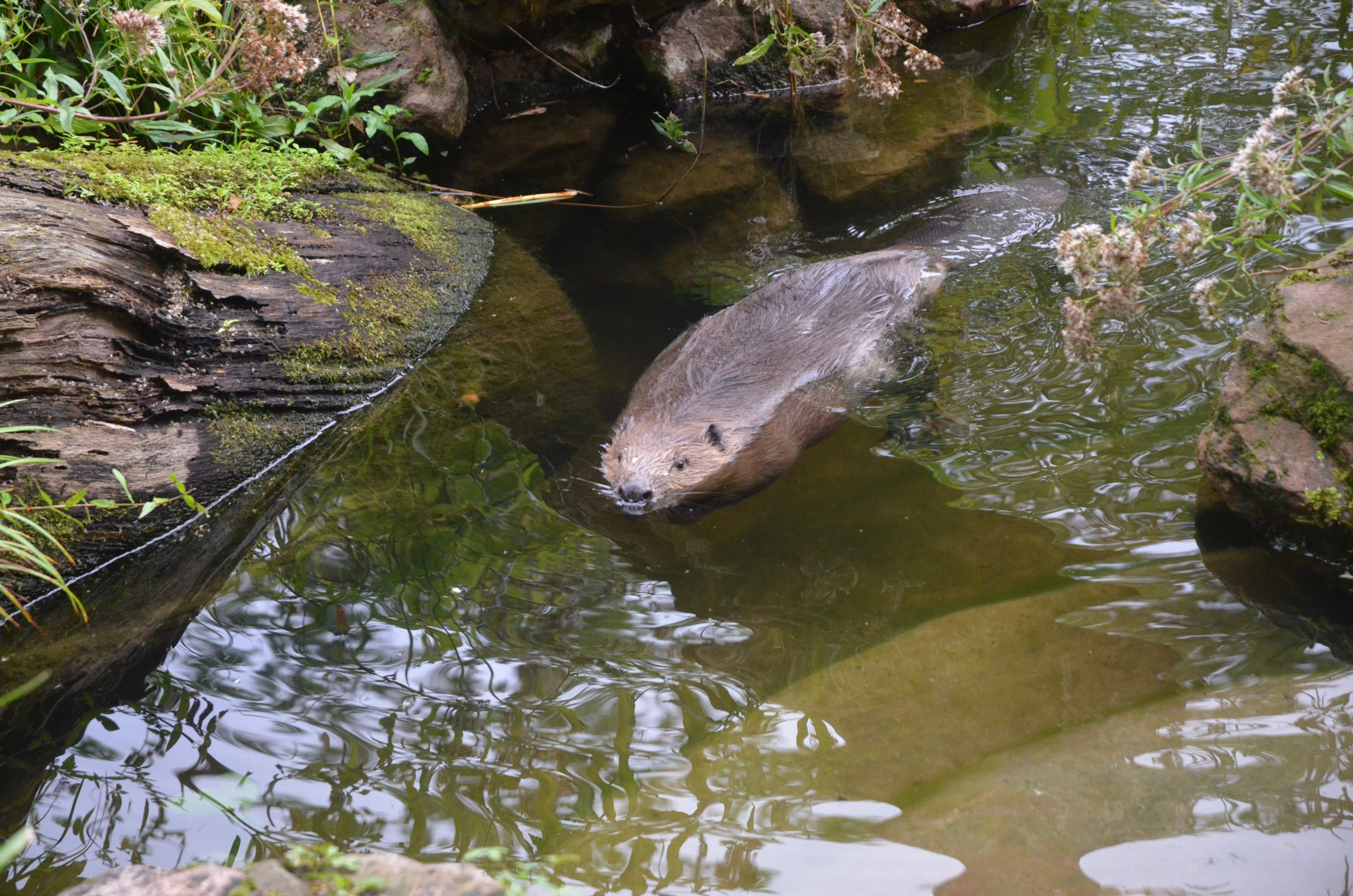 European Beaver at Nuremberg, 07/09/19