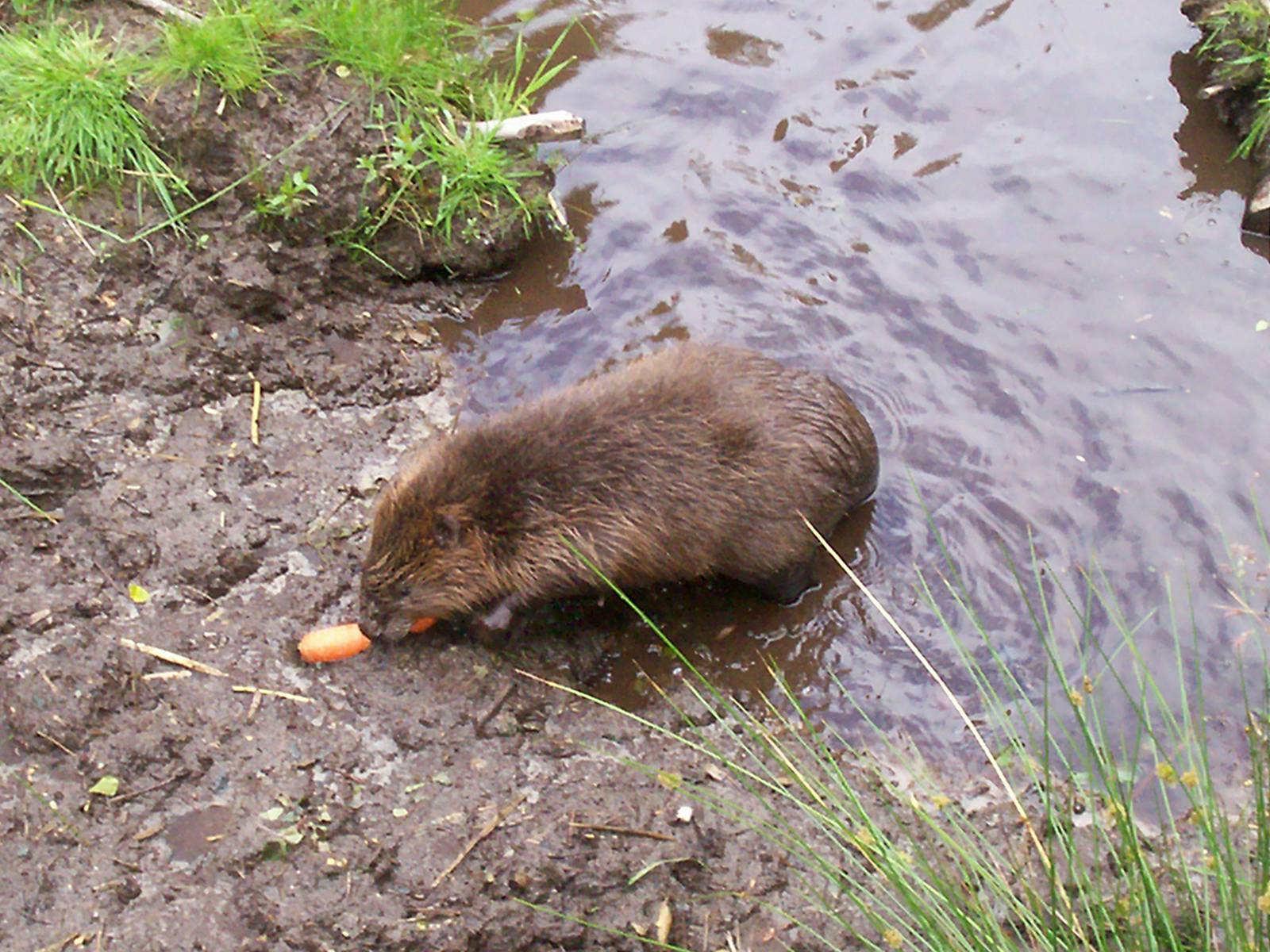 European beaver at the highland wildlife park