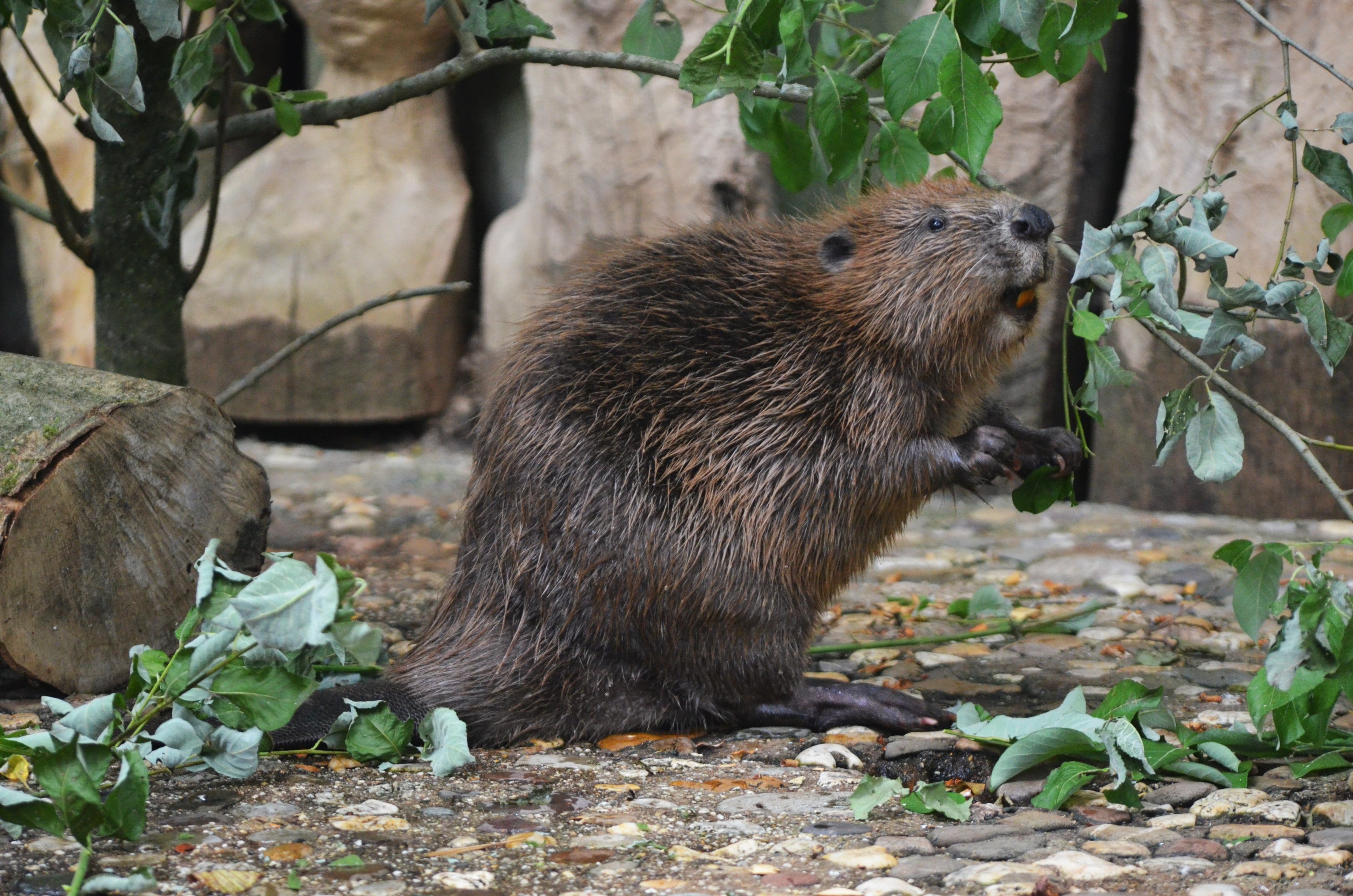 European Beaver at Wuppertal, 16/06/19
