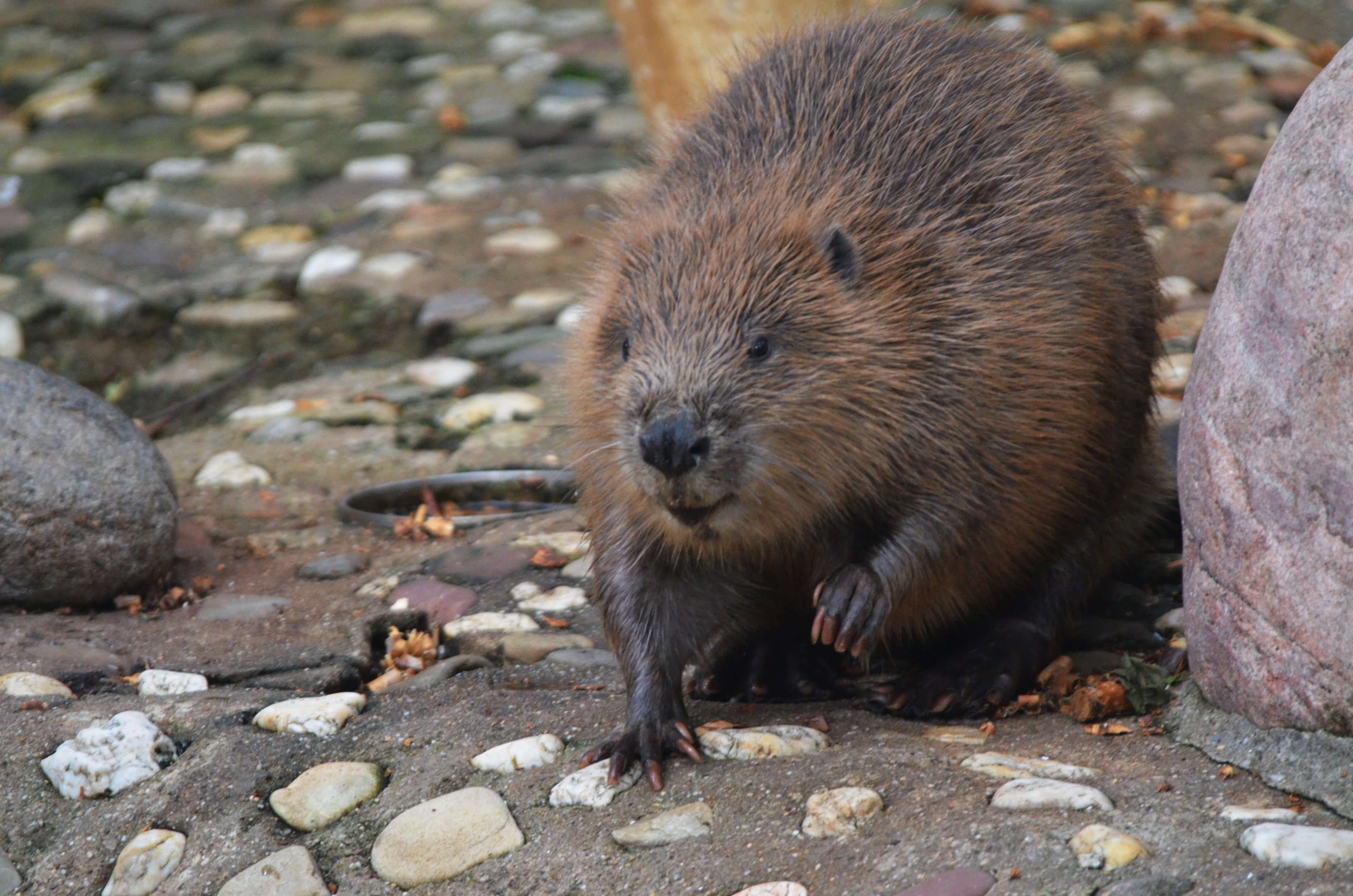 European Beaver at Wuppertal, 16/06/19
