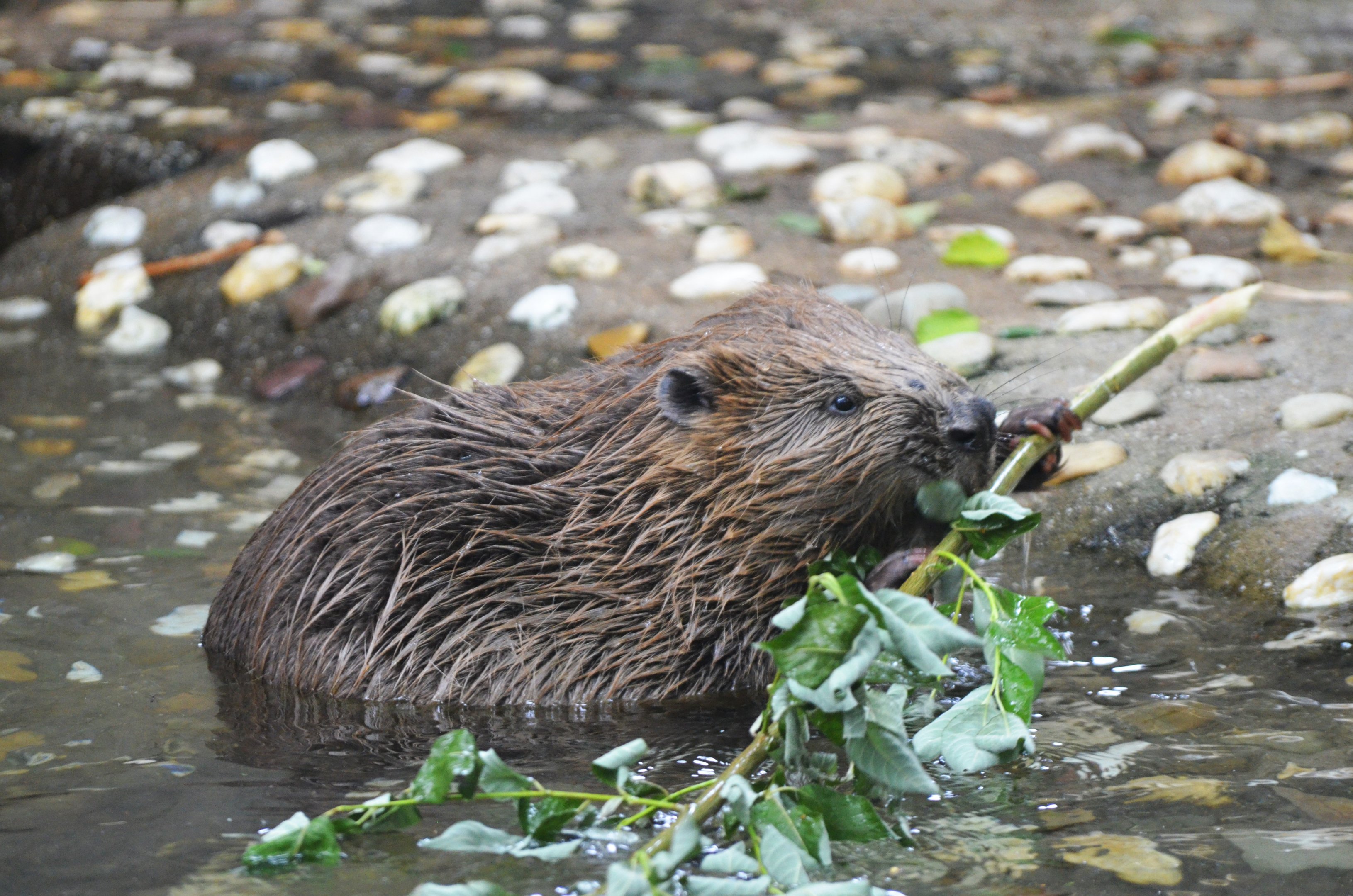 European Beaver at Wuppertal, 16/06/19