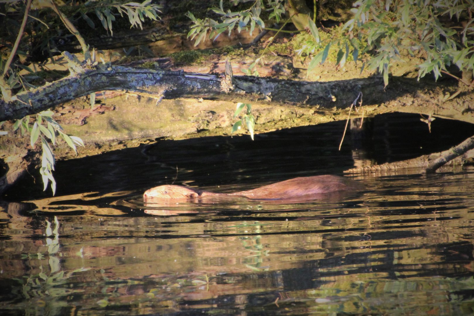 European Beaver - August 2016