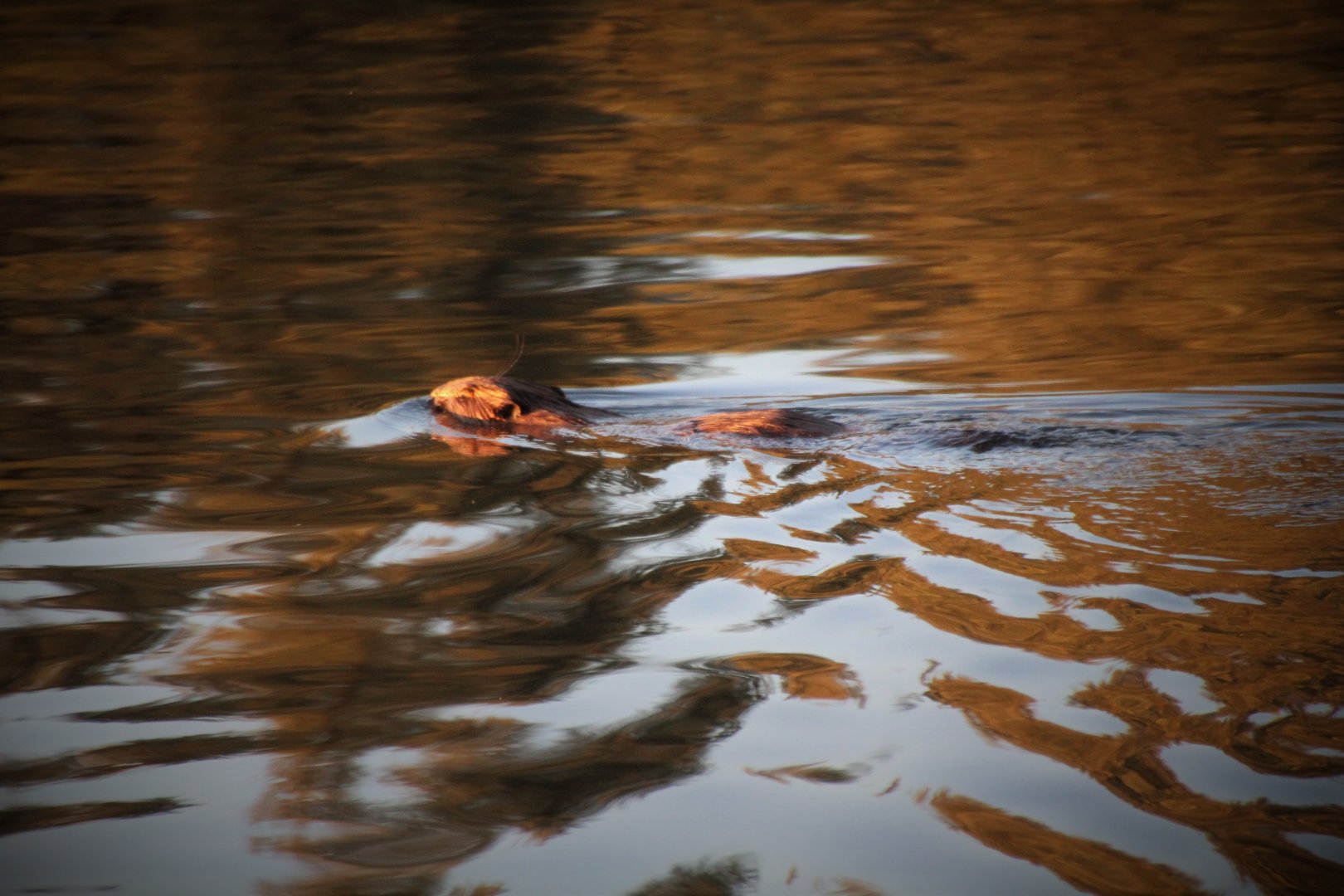 European Beaver - August 2016