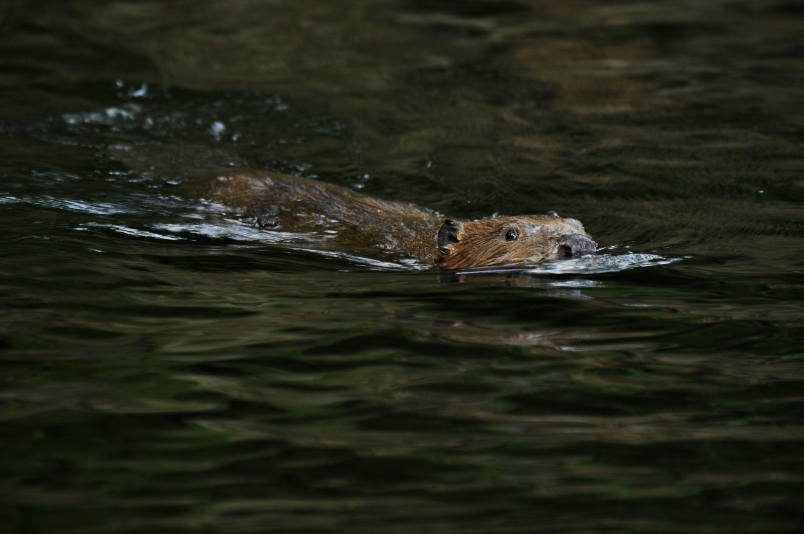 European beaver (Castor fiber)